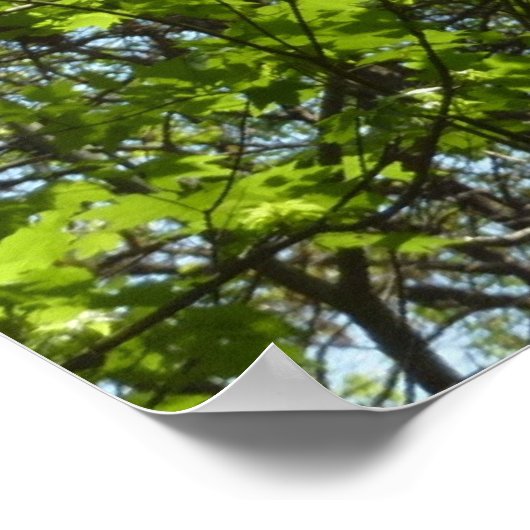 Natuur van lentemaple poster (Hoek)