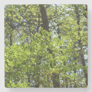 Natuur van lentemaple stenen onderzetter