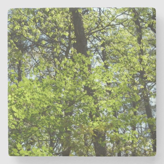 Natuur van lentemaple stenen onderzetter (Voorkant)