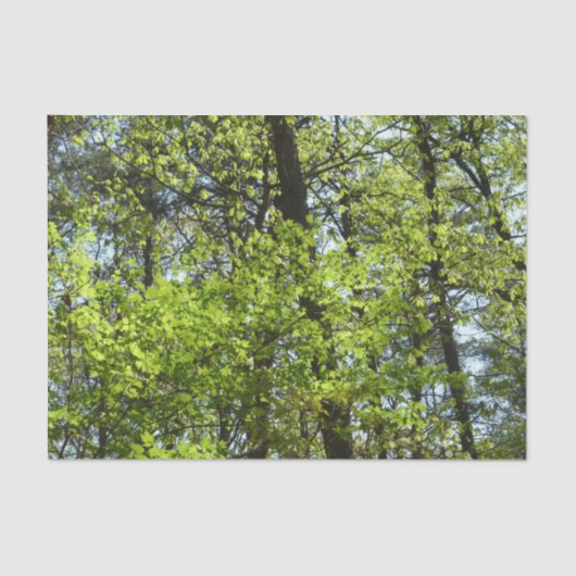 Natuur van lentemaple tissuepapier (Voorkant)