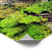 Natuur van moss en Bark Fotografie Poster (Hoek)