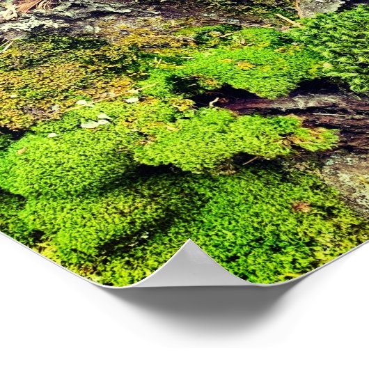 Natuur van moss en Bark Fotografie Poster (Hoek)