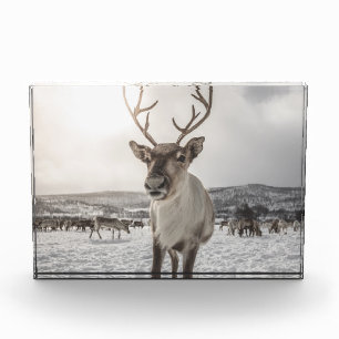 Natuur van rendieren Foto Poster