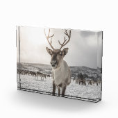 Natuur van rendieren Foto Poster (Rechts)