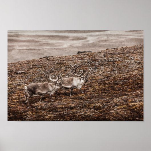 Natuur van rendieren Foto Poster (Voorkant)