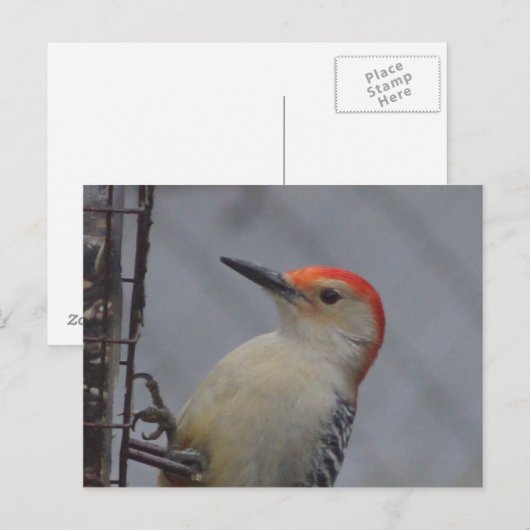 Natuur van roodbaardvogel briefkaart (Voorkant / Achterkant)