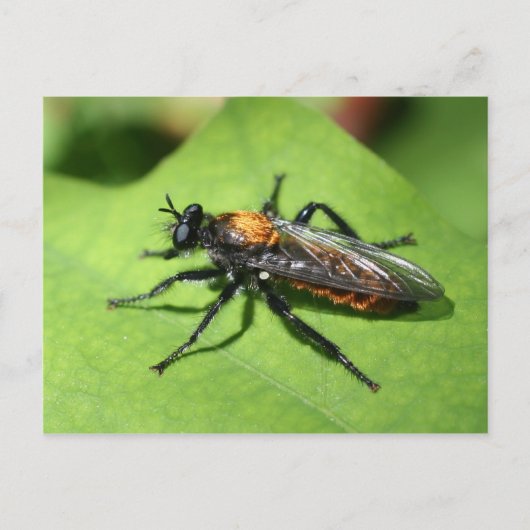 Natuur vastlopen Insect Sluiten Briefkaart (Voorkant)
