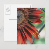 Natuur verbrande Oranje zonnebloempitten Briefkaart (Voorkant / Achterkant)