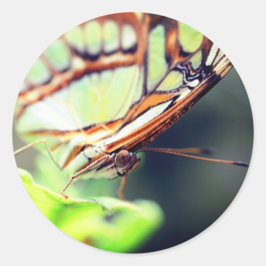 Natuur vlinderkant ronde sticker (Voorkant)