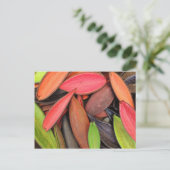 Natuur voor kleurrijke schelpen Oogst zaadpotigen Briefkaart (Staand voorkant)