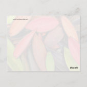 Natuur voor kleurrijke schelpen Oogst zaadpotigen Briefkaart (Achterkant)