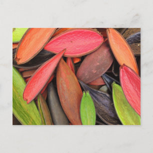 Natuur voor kleurrijke schelpen Oogst zaadpotigen Briefkaart