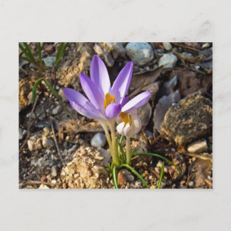 natuur voorjaarsbloem krocos postacard briefkaart