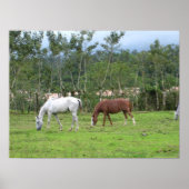 Natuur - we zoeken naar vrede poster (Voorkant)