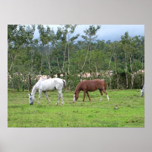 Natuur - we zoeken naar vrede poster (Voorkant)