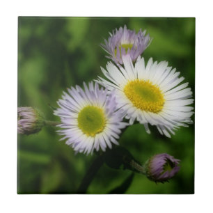 Natuur Wild Fleabane Daisy Flowers Tegeltje