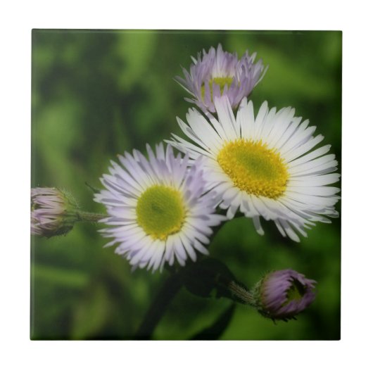 Natuur Wild Fleabane Daisy Flowers Tegeltje (Voorkant)