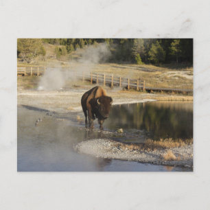Natuur Wildlife Foto Amerikaanse Bison Yellowstone Briefkaart