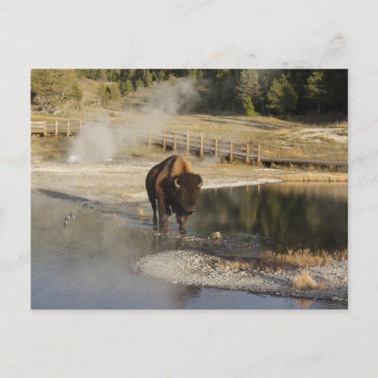 Natuur Wildlife Foto Amerikaanse Bison Yellowstone Briefkaart (Voorkant)