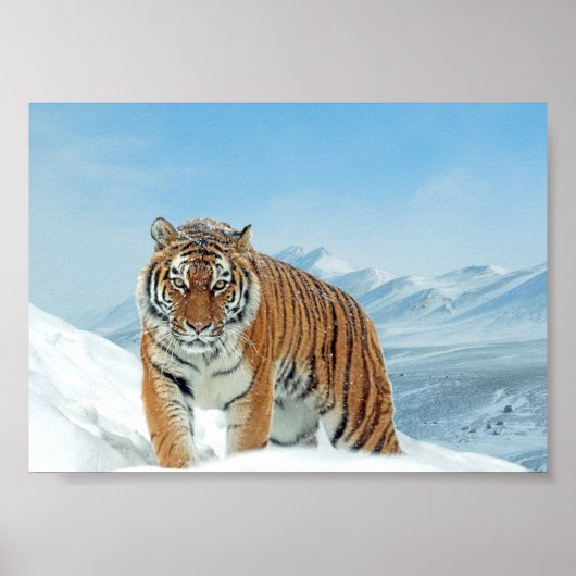 Natuur Winter Tiger Mountains Photo Snow Poster (Voorkant)