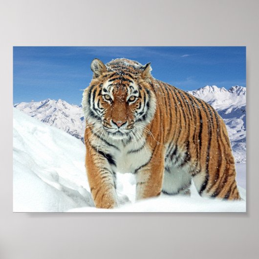 Natuur Winterfotosneeuw - Tiger Mountains Poster (Voorkant)