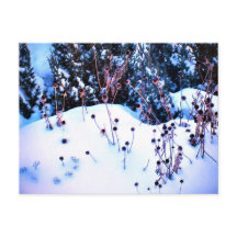 Natuur wintersneeuwblazen Bomen