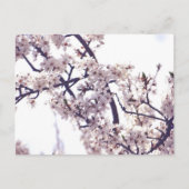 Natuur witte bloesem briefkaart (Voorkant)