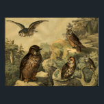 Natuur Wonderen Uilen in Vorst Art Deco Poster<br><div class="desc">Afbeelding is afkomstig uit het Duitse kinderencyclopedie Vogelboek Circa 1878. Een perfect muurkunst home decor stuk voor Herfst Seizoen of uilen liefhebbers! Dit kunststuk zou er geweldig uitzien als het in huis, kantoor, bar, café, pub of restaurant is ingelijst! Pas de grootte, textuur, rand en/of het lijst van het poster...</div>