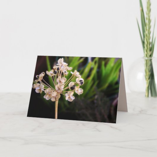 Natuur zaaigoed : Fotografie Macro - Kaart (Voorkant)