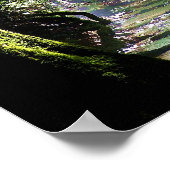 Natuur zonlicht door bomen op Creek Poster (Hoek)