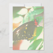 Natuur zwarte vlinder kaart (Achterkant)