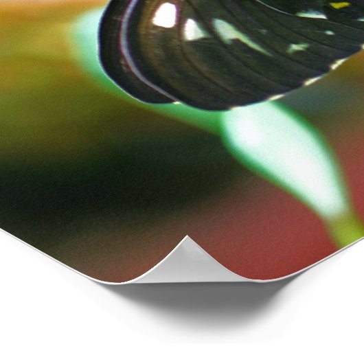 Natuur zwarte vlinder poster (Hoek)