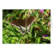 Natuur zwarte zweetstaafvlinder Fotografie (Voorkant Horizontaal)