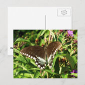 Natuur zwarte zweetstaafvlinder Fotografie Briefkaart (Voorkant / Achterkant)