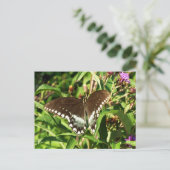 Natuur zwarte zweetstaafvlinder Fotografie Briefkaart (Staand voorkant)