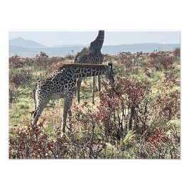 Natuurfeest – Afrikaanse Giraffe Foto Print Afdruk