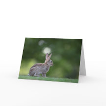 Natuurfoto van een konijntje