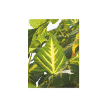 Natuurfotografie Groene Blad Textuur Gouden Aders