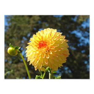 Natuurfotografie kunstprints Oranje Dahlia Bloem Foto Afdruk