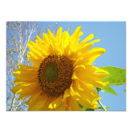 Natuurfotografie Kunstprints Zonnebloemen Foto Afdruk