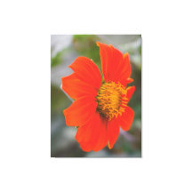 Natuurfotografie Levendig Warm Oranje Bloem