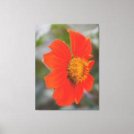 Natuurfotografie Levendig Warm Oranje Bloem Canvas Afdruk
