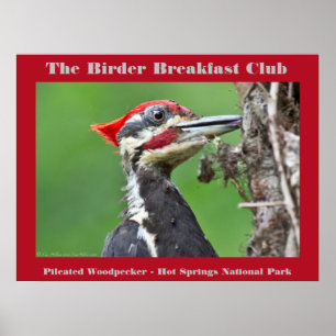 Natuurfotografie Pileated Specht Vogelaar Poster