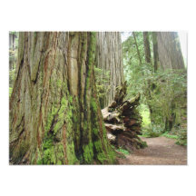 Natuurfotografie Redwoodbomen Bos