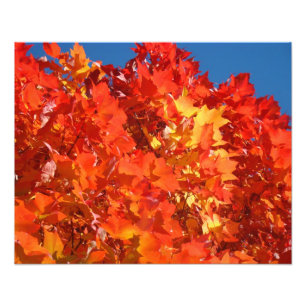 Natuurfotografie Rood Oranje Geel Herfstbladeren Foto Afdruk