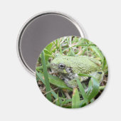 Natuurfotografie van de oostelijke grijze boomkikk magneet (Voorkant / Achterkant)