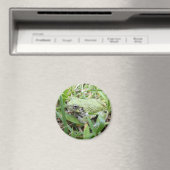 Natuurfotografie van de oostelijke grijze boomkikk magneet (Insitu (Vaatwasser))