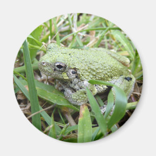 Natuurfotografie van de oostelijke grijze boomkikk magneet