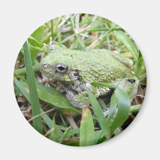 Natuurfotografie van de oostelijke grijze boomkikk magneet (Voorkant)