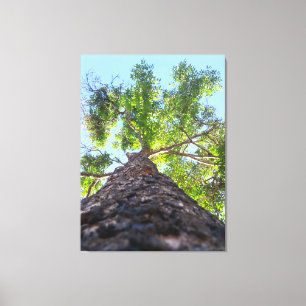 Natuurfotografie van een Majestueuze Oude Boom Canvas Afdruk